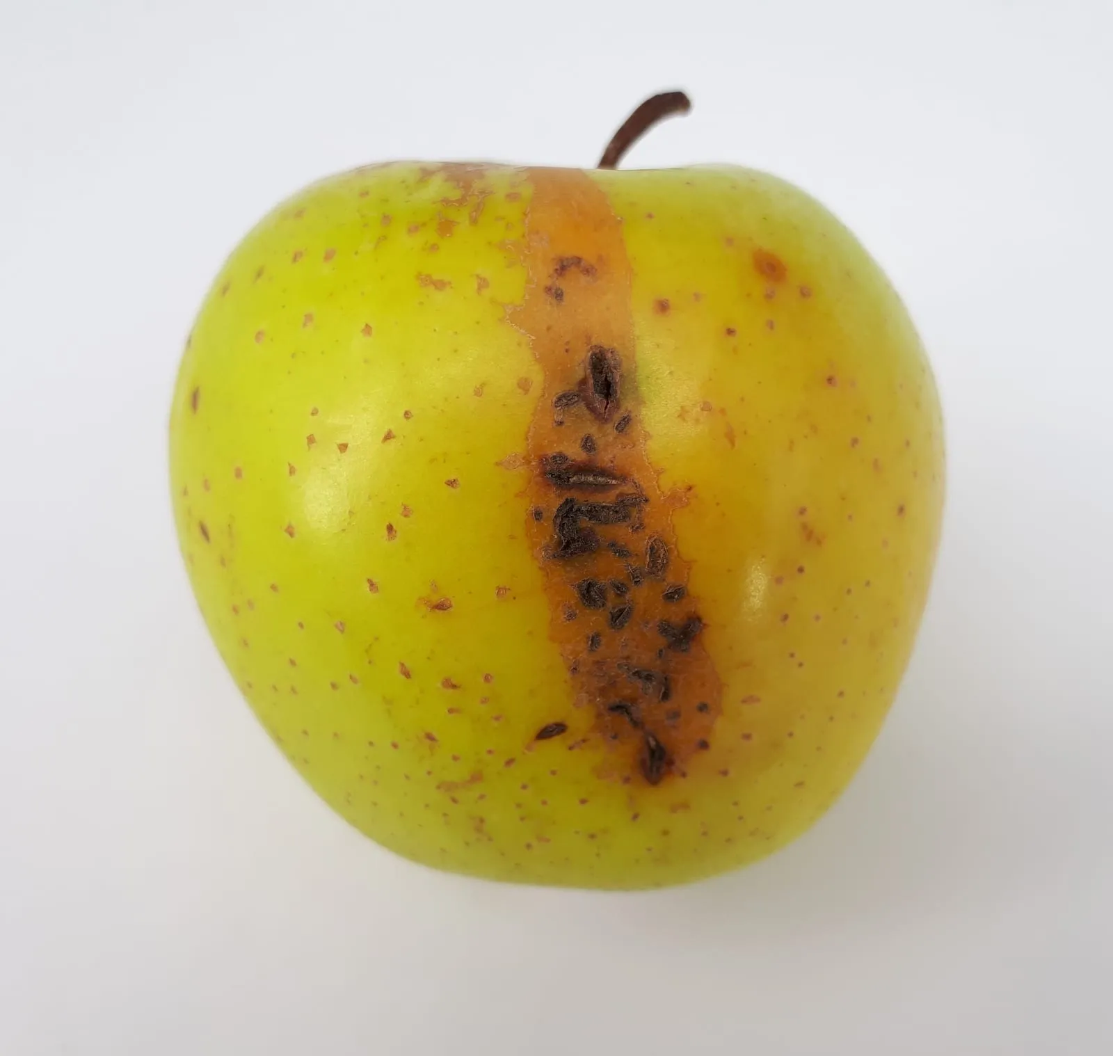 Apple scab 2017 A (apple-scab)
