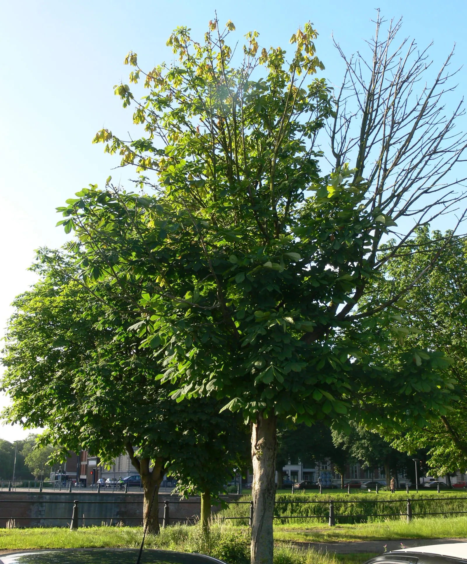 ChestnustMarronnierPseudomonasSyringae (bacterial-canker)