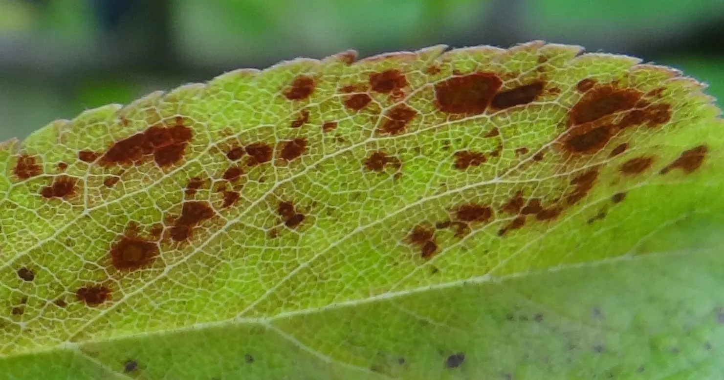 Xanthomonas arboricola pv. pruni WF4 (bacterial-spot)