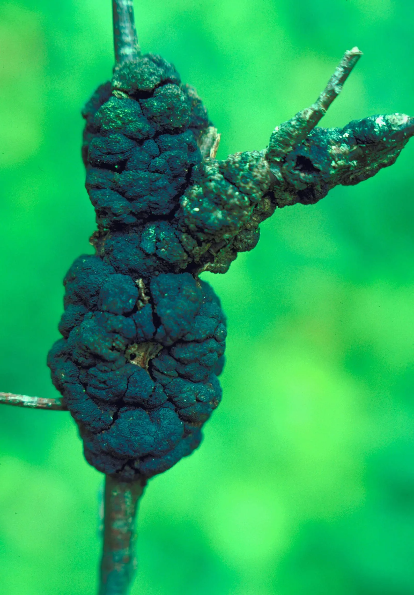 Black Knot (black-knot)