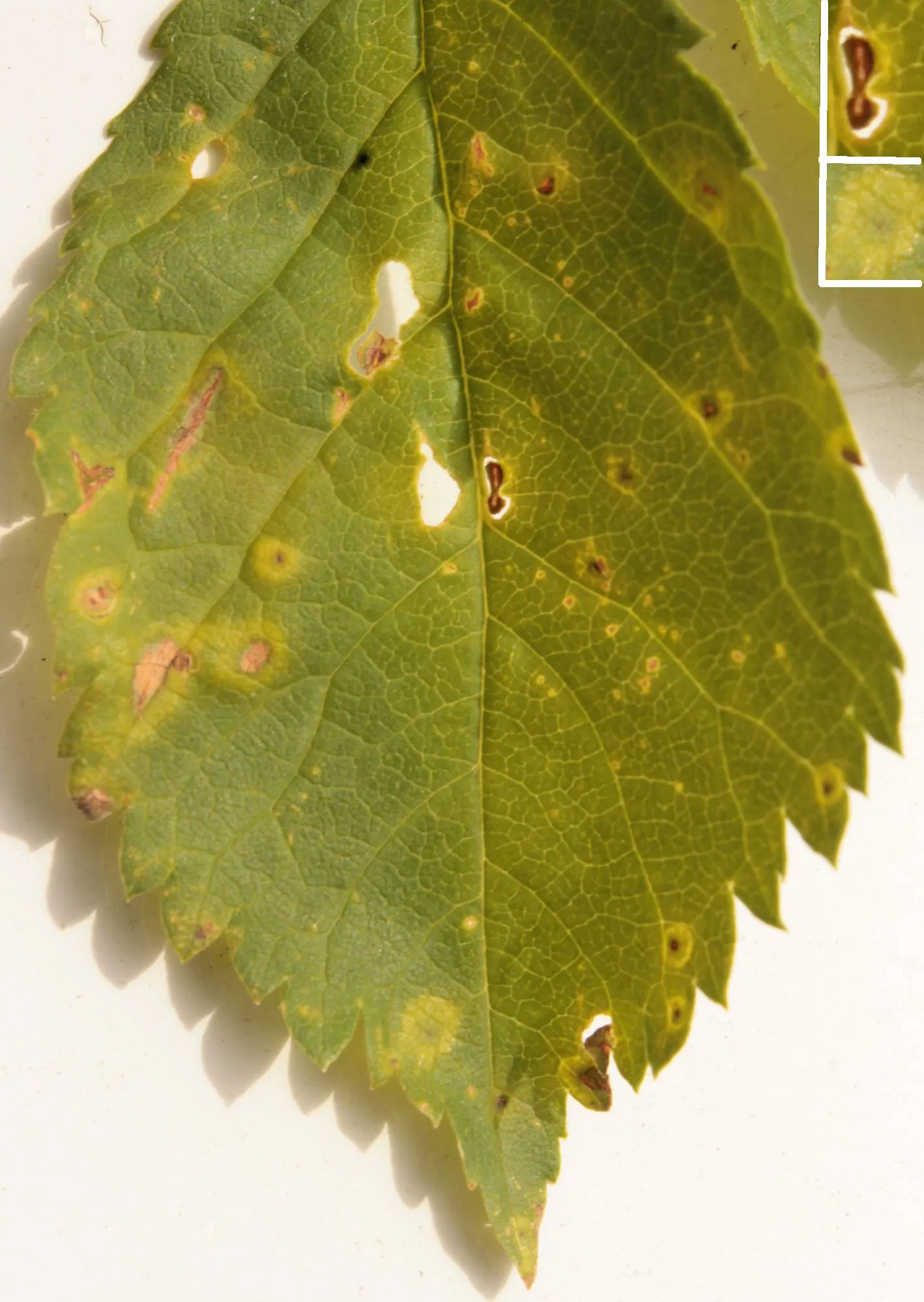 2013 04 30 11884u (cherry-leaf-spot)