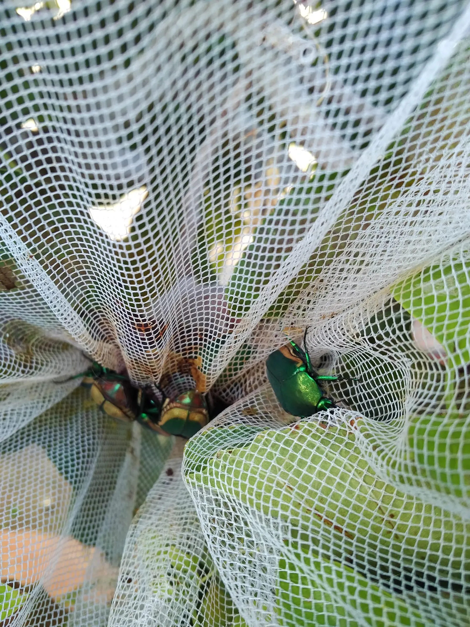 Fig-Eating Beetles (30889174586) (fig-beetle)