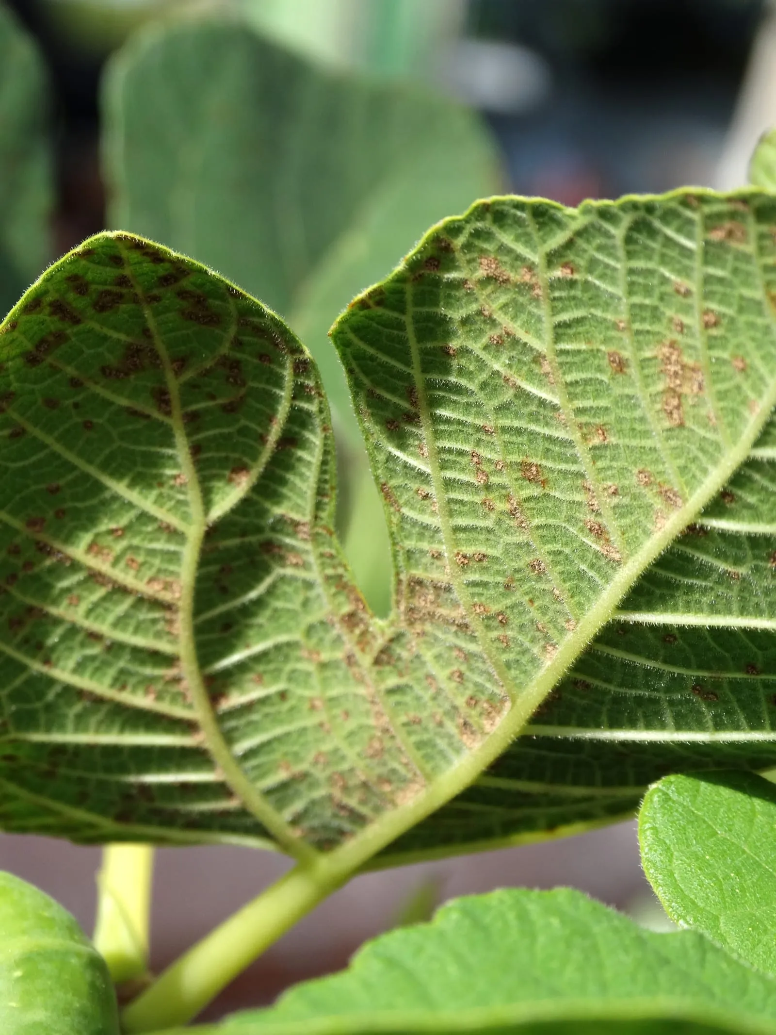 Rust of edible fig (Ficus carica) caused by Cerotelium fici - 9696480636 (fig-rust)