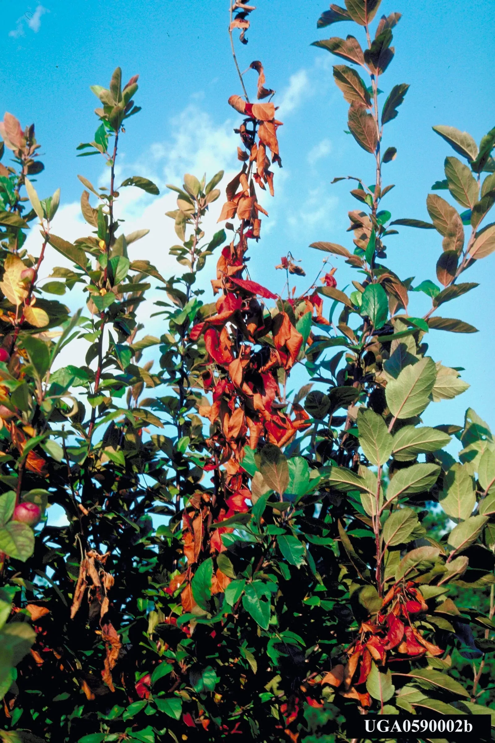 Erwinia amylovora (01) (fire-blight)