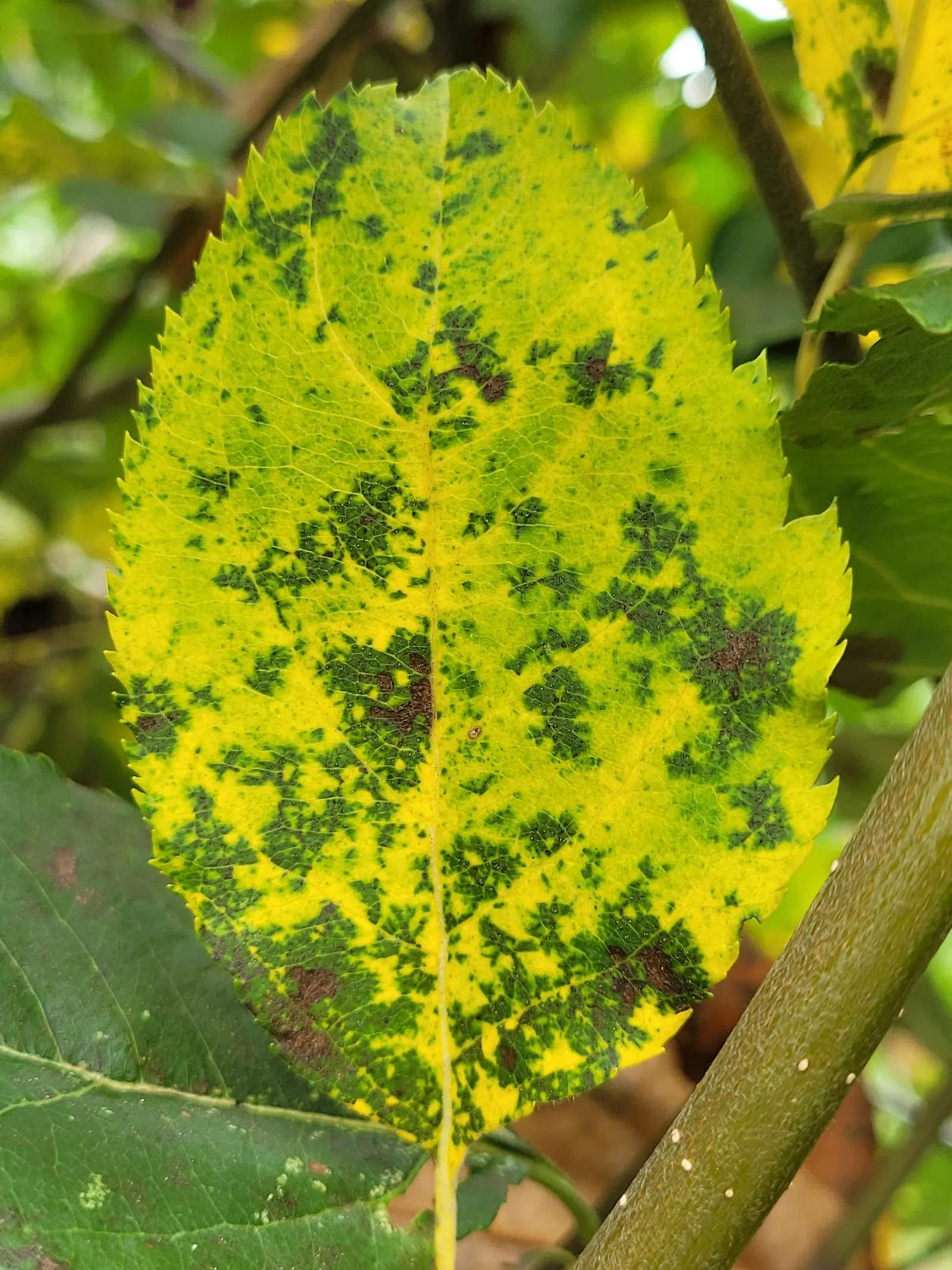 Marssonina blotch on a 'Rome' apple leaf (leaf-blotch)