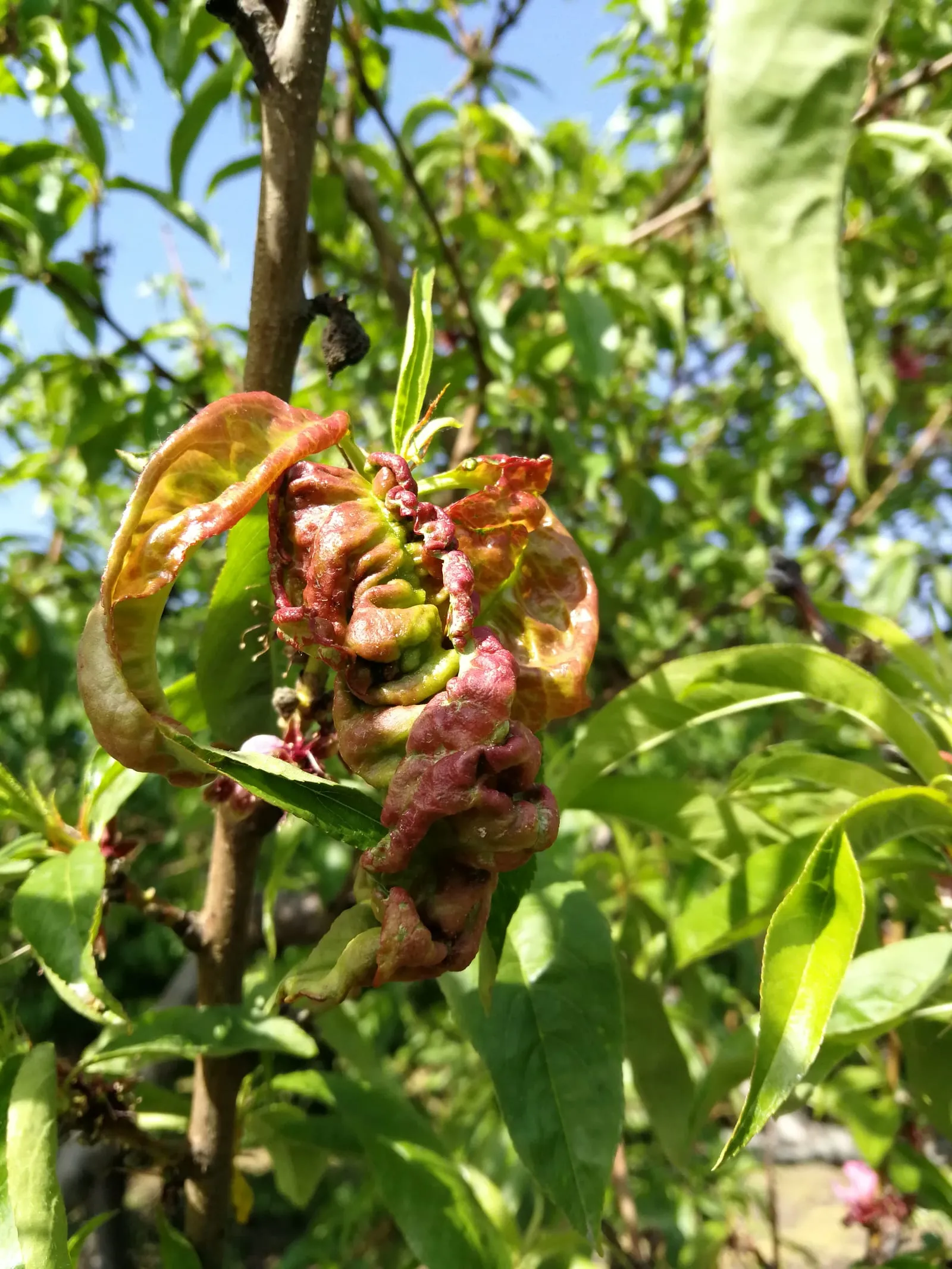 Taphrina Deformans, Iasi Roumania (peach-leaf-curl)
