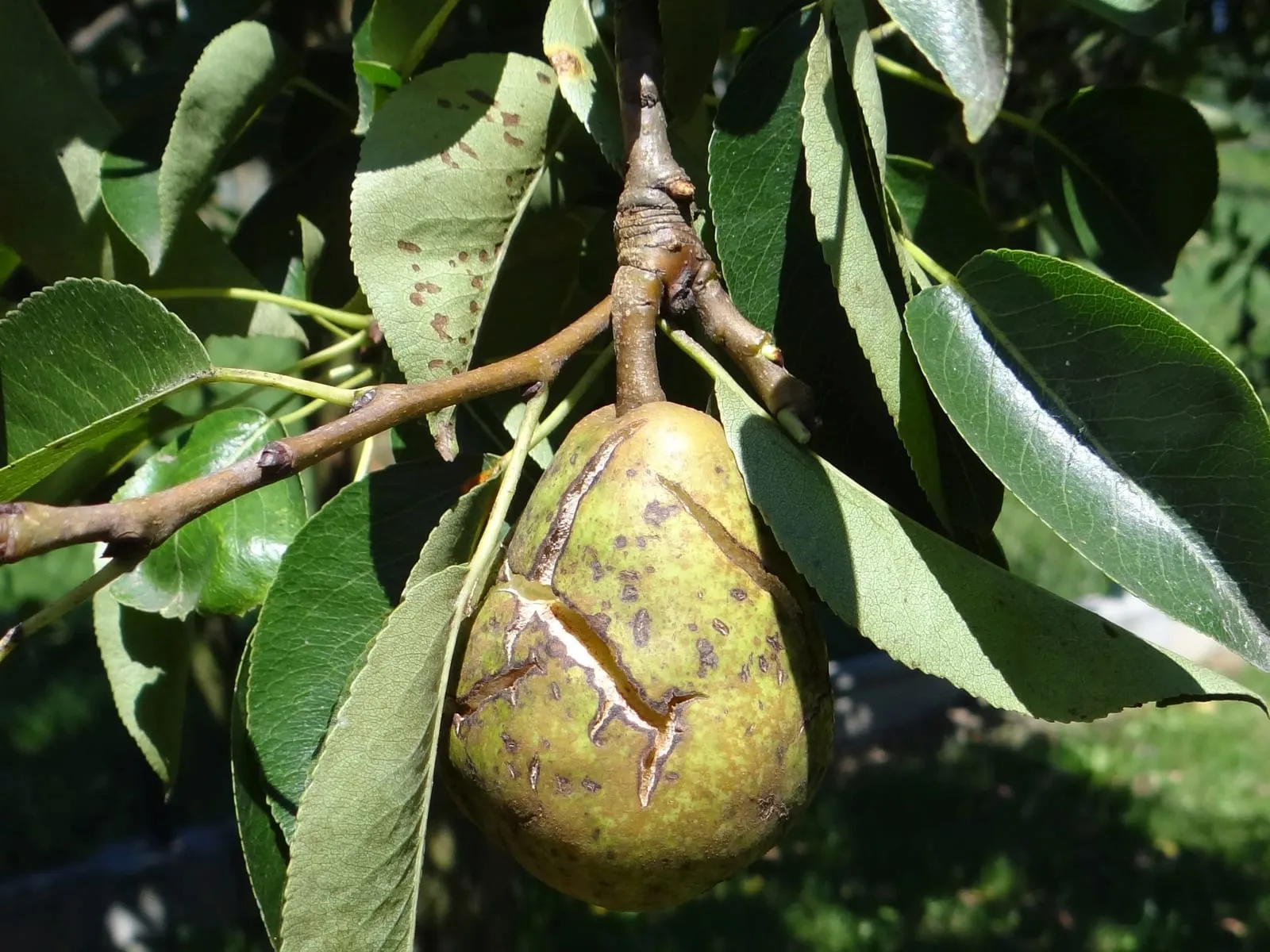 Venturia pyrina a1 (2) (pear-scab)