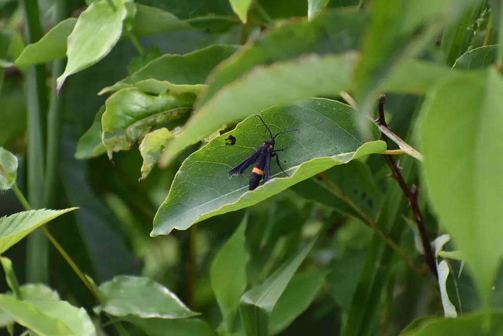 Persimmon Borer Moth (persimmon-borer)