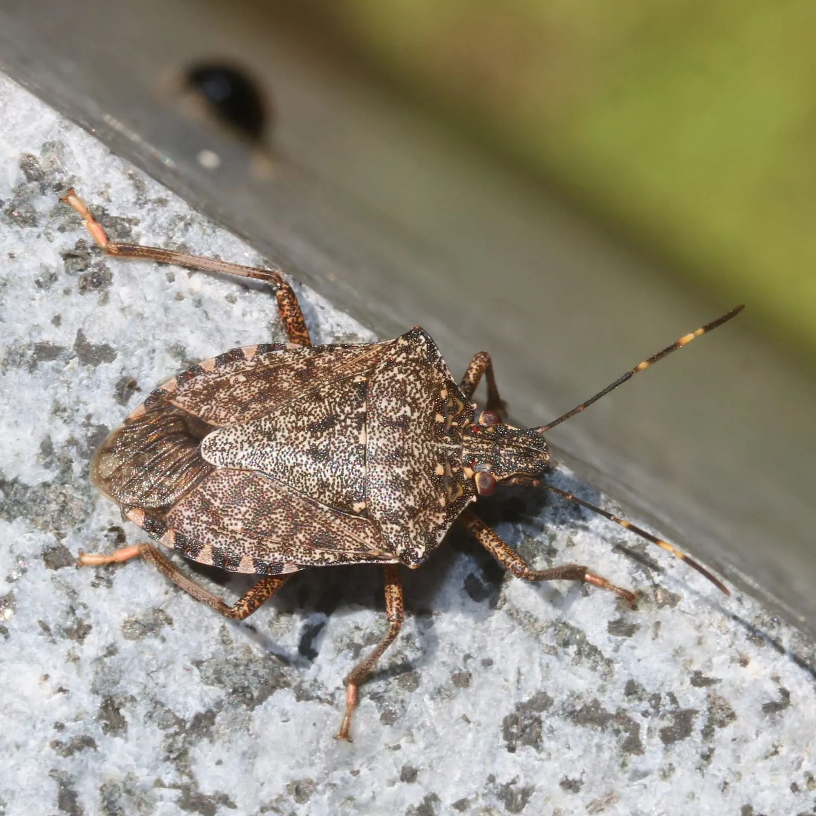 Halyomorpha halys s3 (stink-bug)